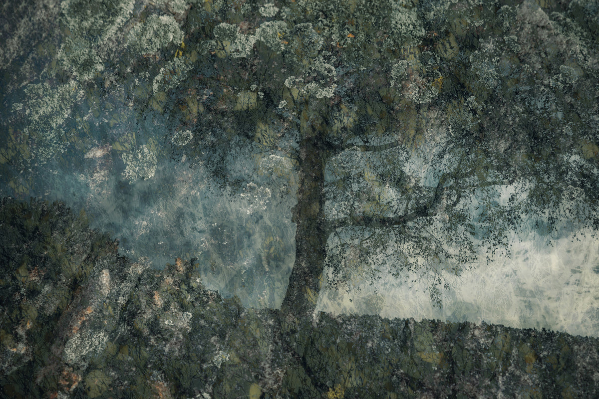 Ghostly Grove Wall Mural -1754621