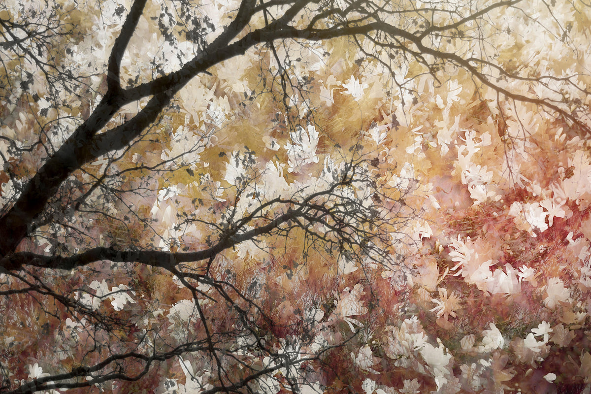 Autumnal Canopy Wall Mural -2479434 in your room