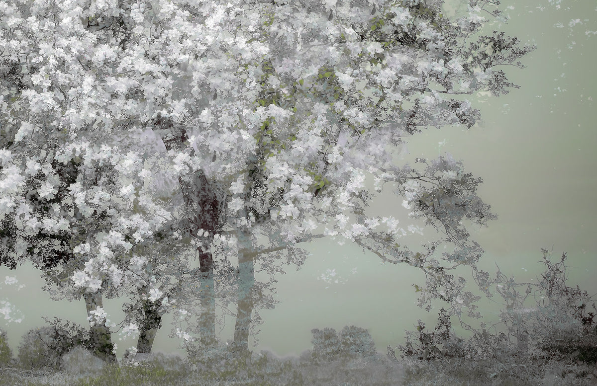 Floral Canopy Serenity Wall Mural -1518414 in your room — zoomed