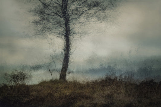 Misty Tree Wall Mural -1875105