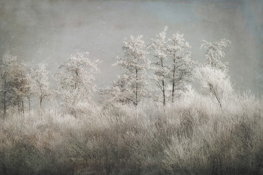 Frosted Stillness Wall Mural -1646833