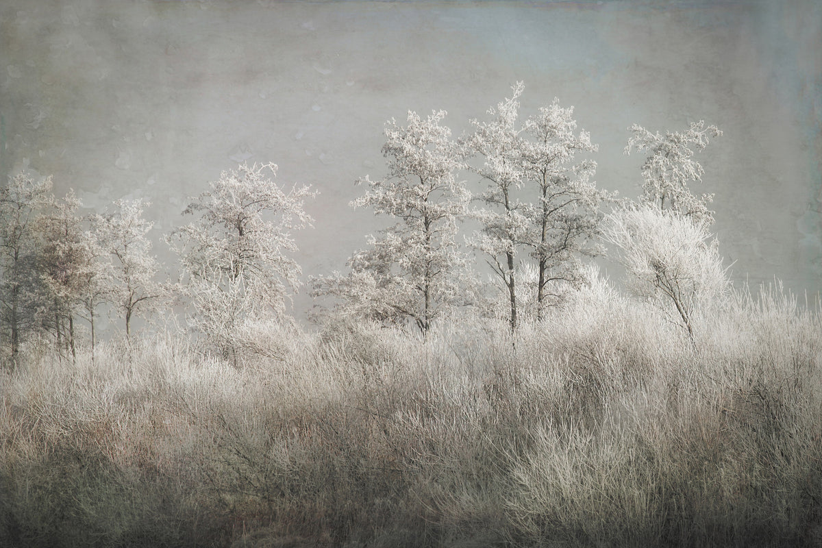Frosted Stillness Wall Mural -1646833 in your room — zoomed