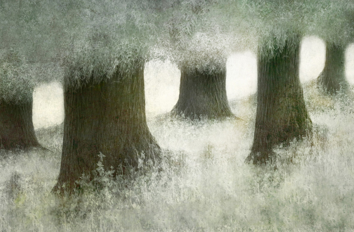 Silent Canopy Wall Mural -2113402 in your room