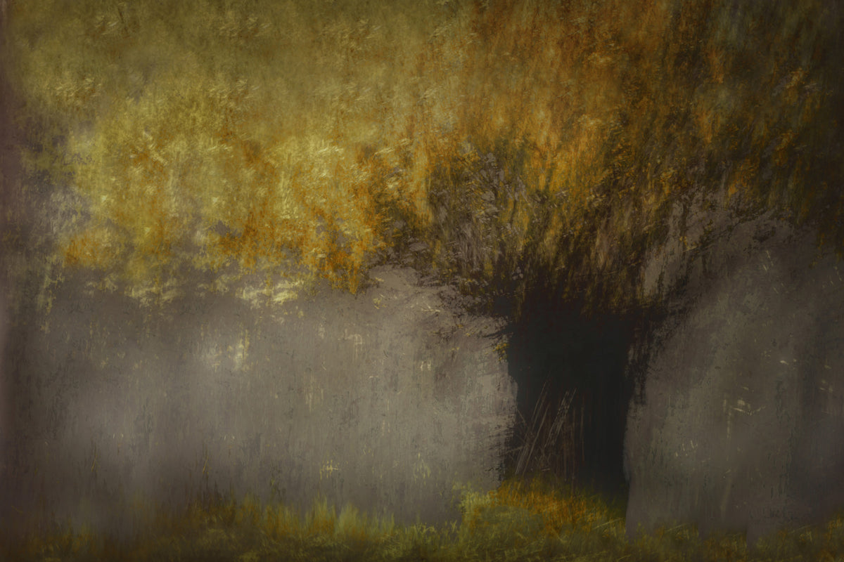 Ethereal Woods Wall Mural -1442596 in your room — zoomed