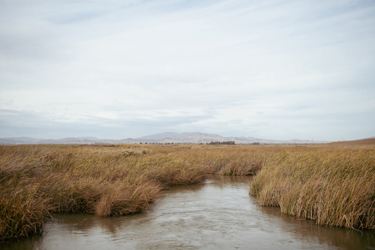 Tranquil Marsh View Wall Mural -2670006
