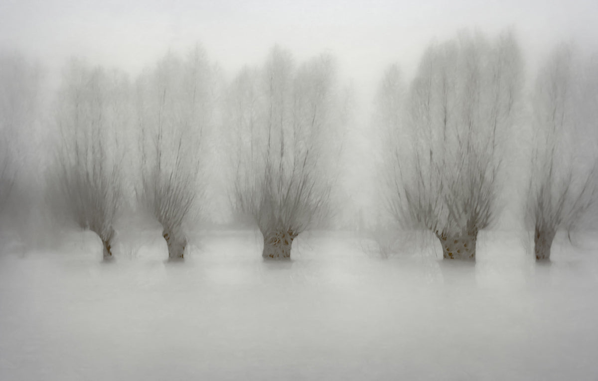 Misty Grove Serenity Wall Mural -1471005 in your room