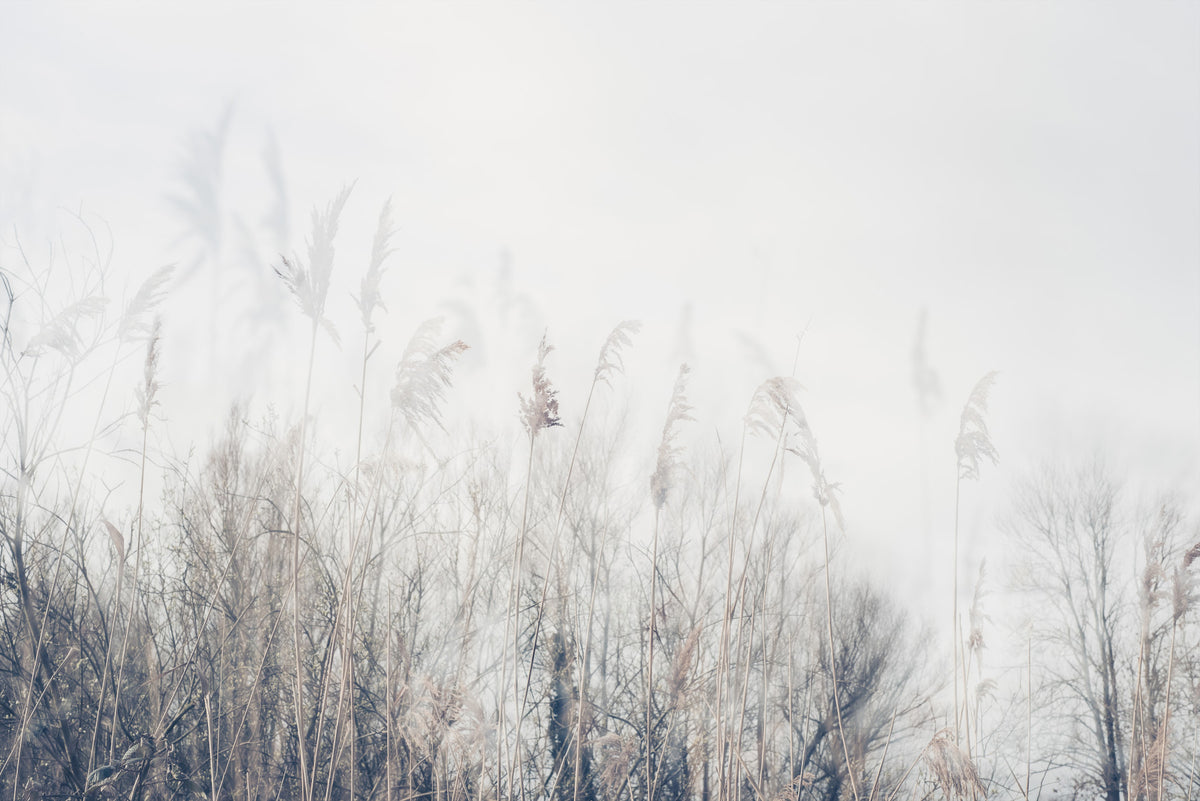 Winter Whispers Wall Mural -2672653 in your room
