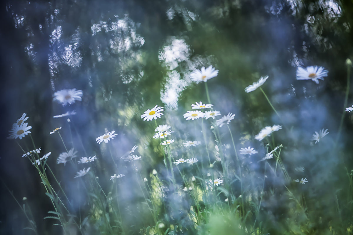 Daisy Dreamscape Wall Mural -2596582 in your room