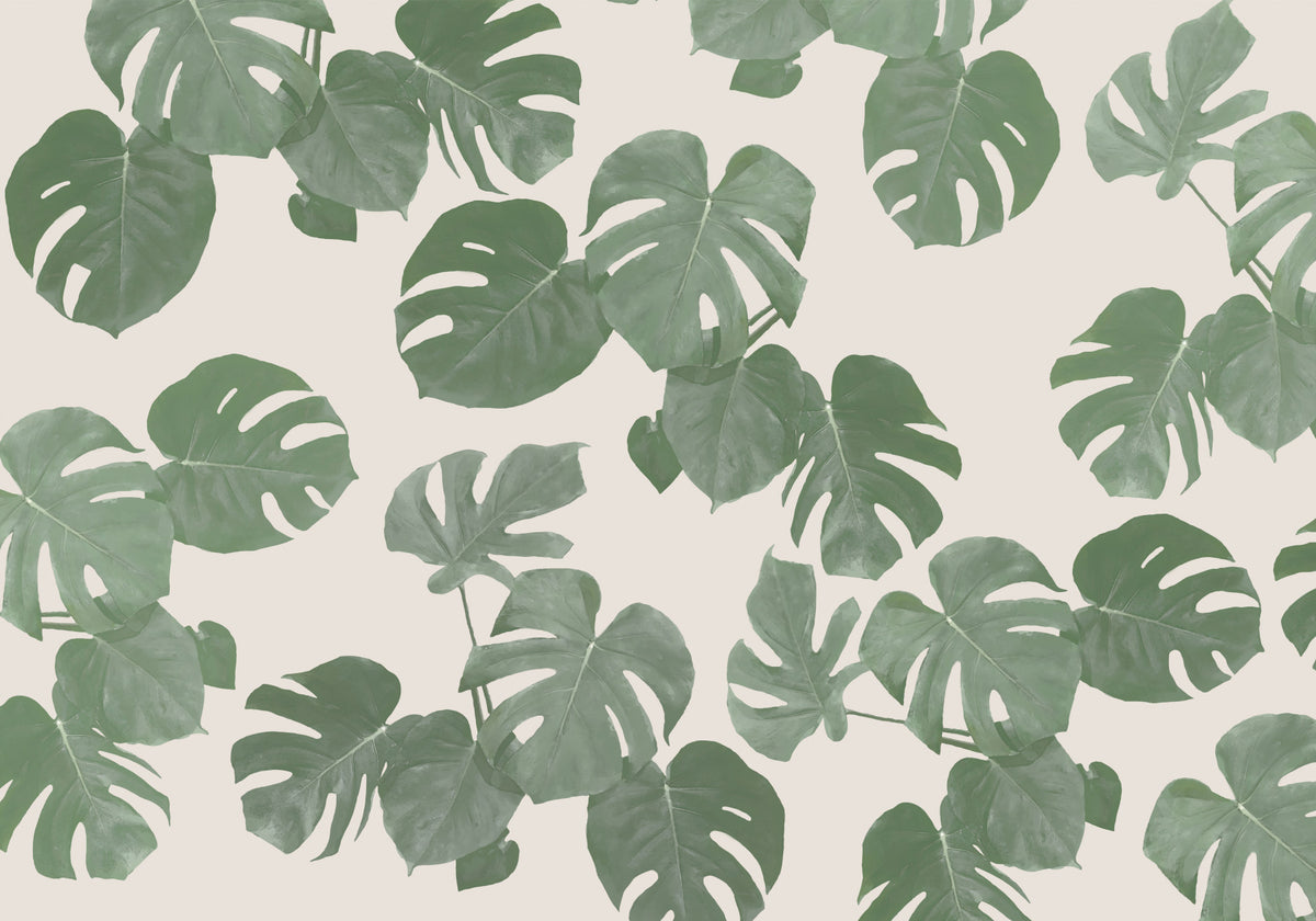 Monstera Dreams Wall Mural -2304903 in your room