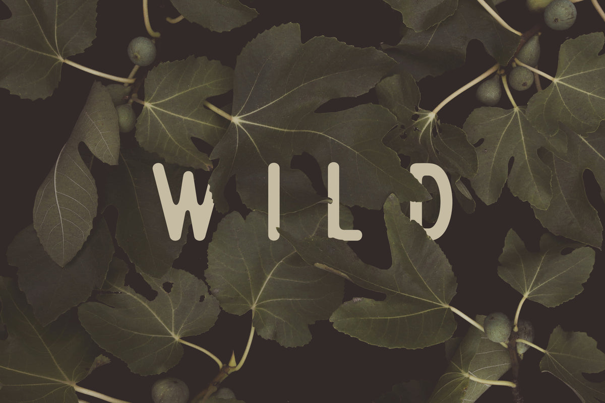 Fig Leaves: Stay Wild Wall Mural -2489734 in your room — zoomed