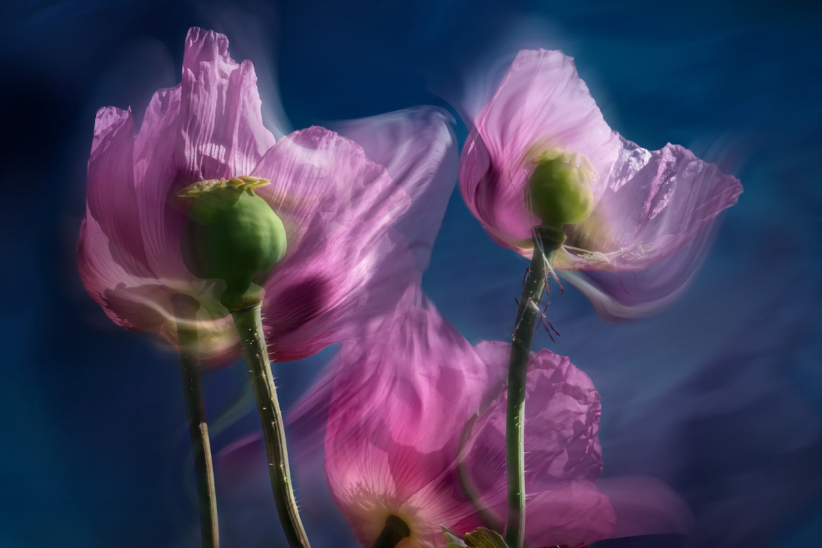 Twilight Poppies Wall Mural -2281960 in your room — zoomed