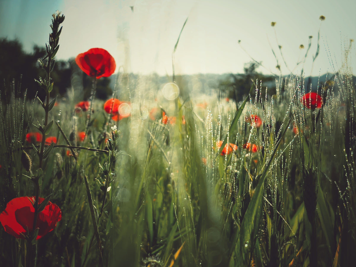 Meadow Dew Wall Mural -2283850 in your room