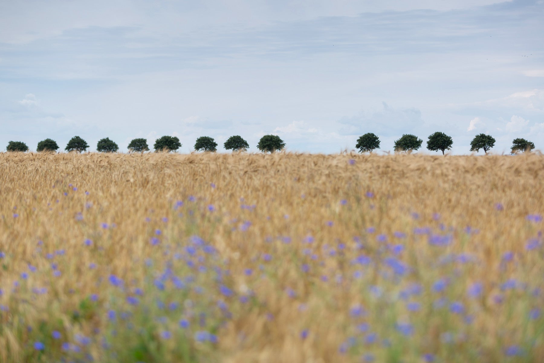 Golden Fields Serenity Wall Mural -2658156 in your room — zoomed