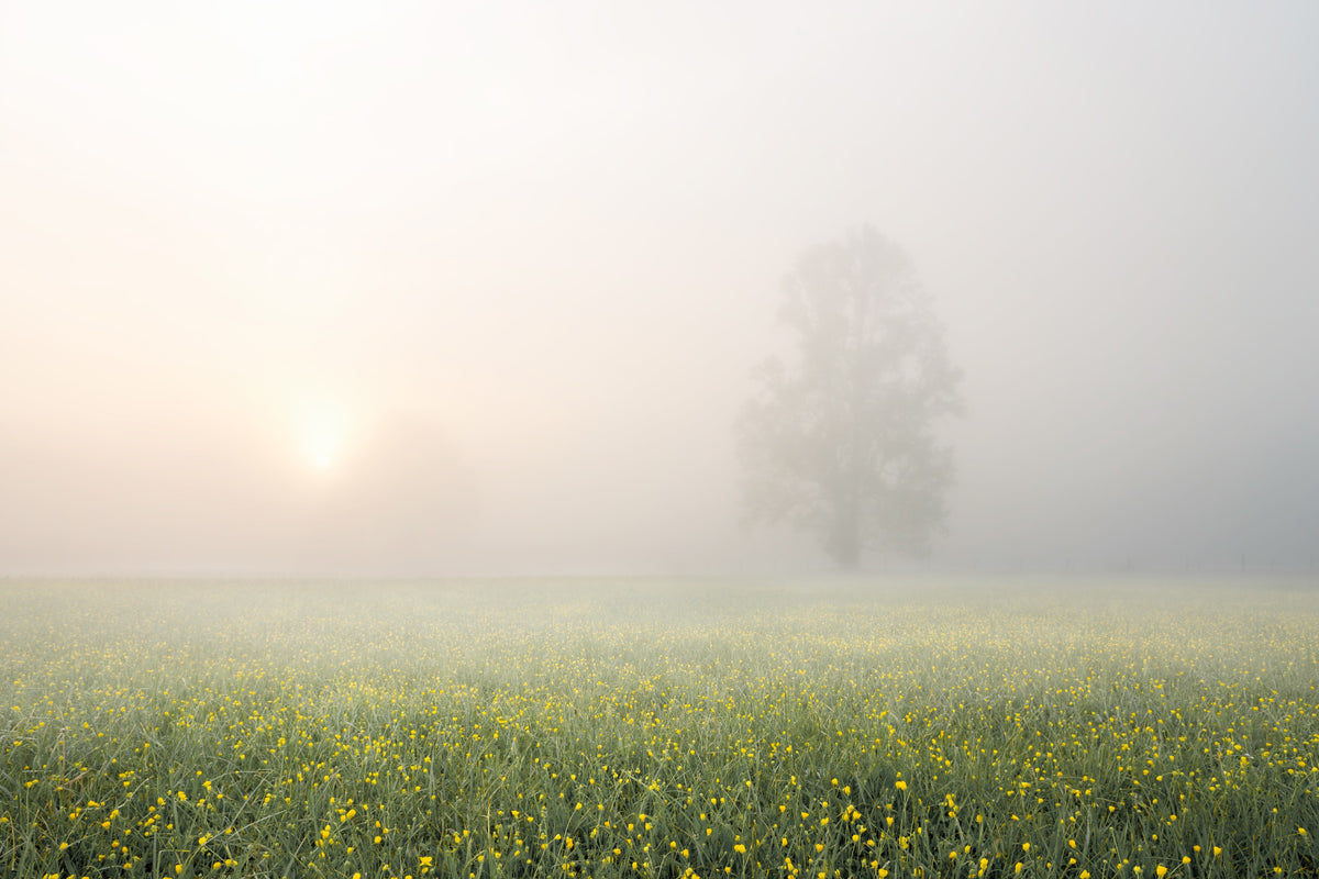 Misty Meadow Bloom Wall Mural -2262314 in your room — zoomed