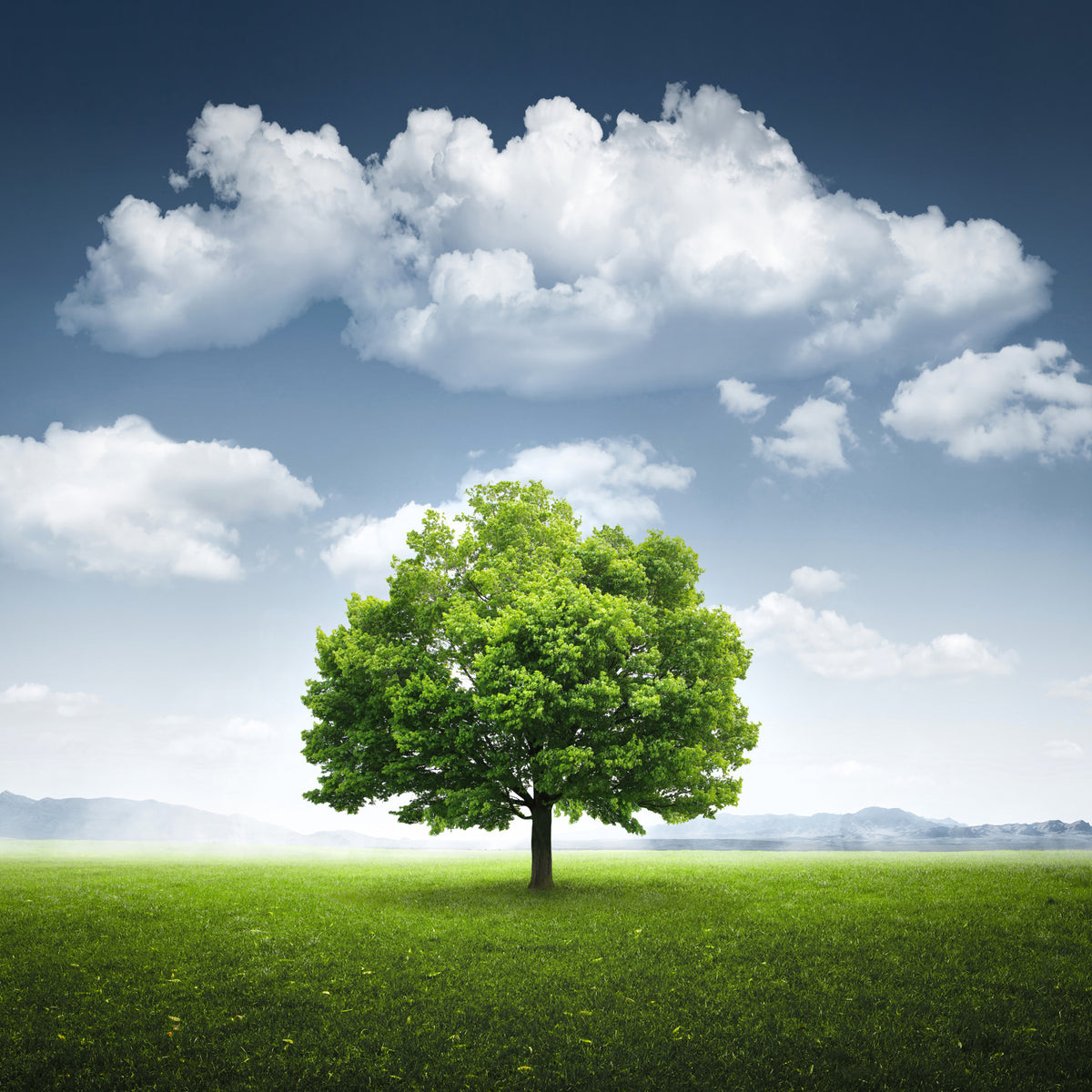 Fields of Green Wall Mural -2213762 in your room