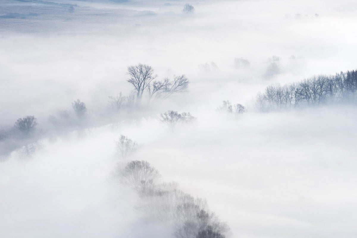 Misty Treescape Wall Mural -2159059 in your room — zoomed