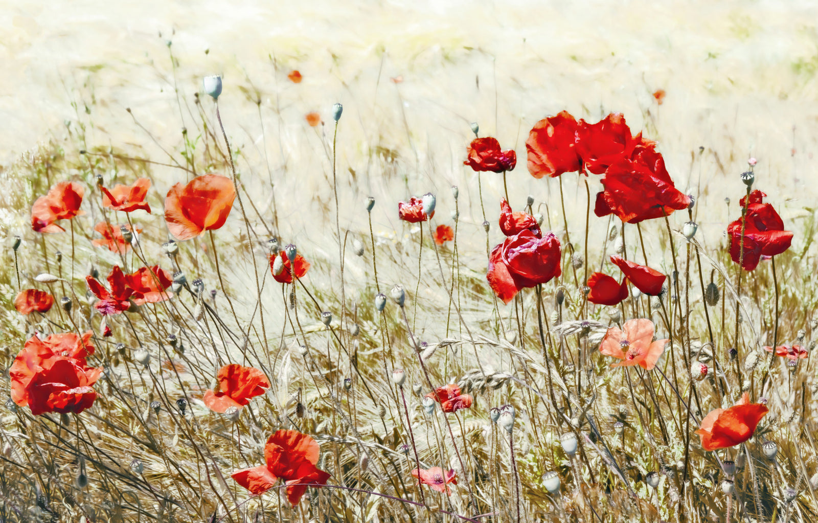Scarlet Bloom Meadow Wall Mural -2546816