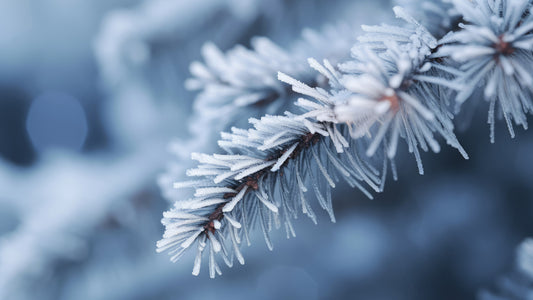 Icy Branch Serenity Wall Mural -2559591