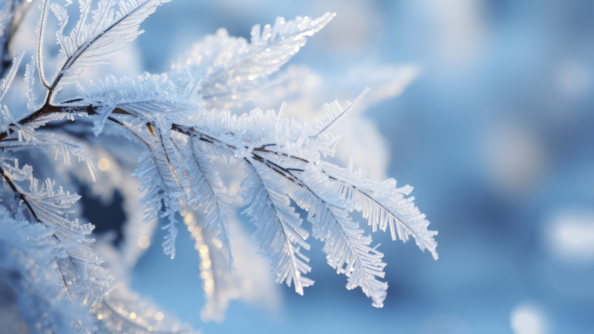 Icy Fronds Wall Mural -2559594 in your room