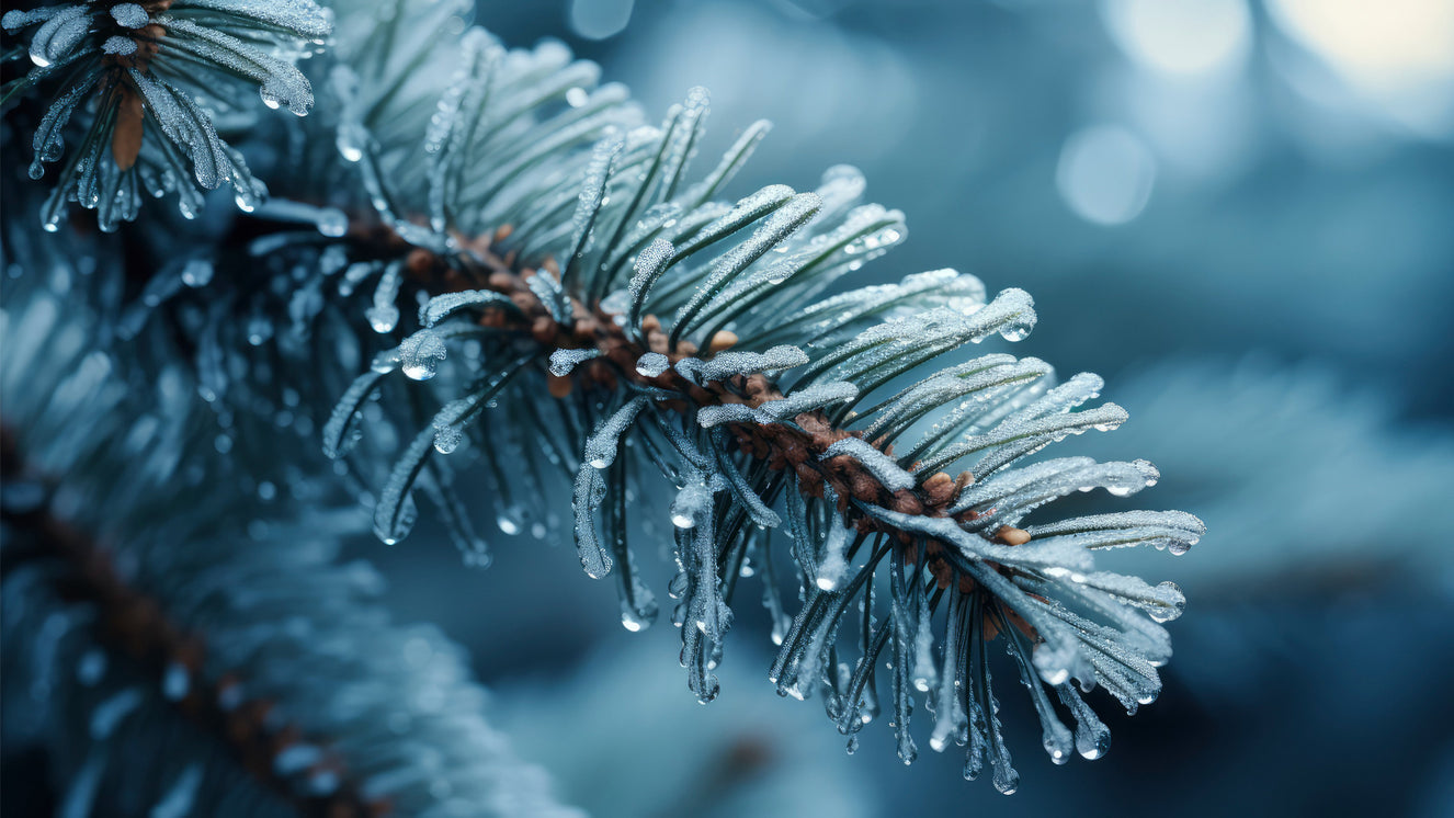 Frozen Needles Wall Mural -2559589