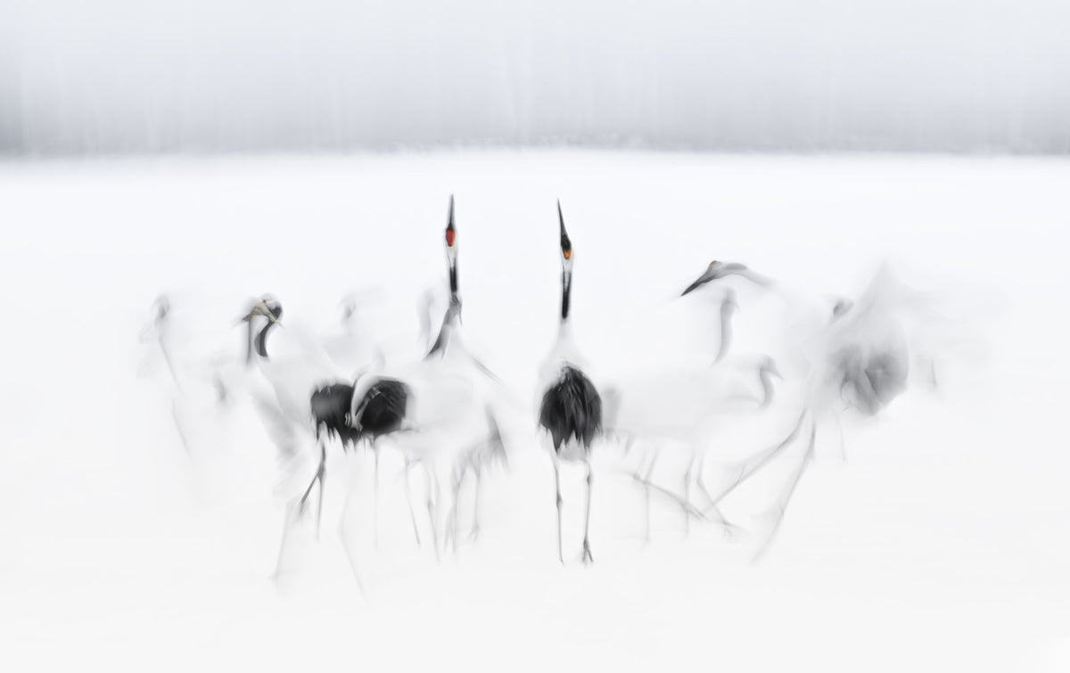 Crane Dance in White Wall Mural -2208006 in your room