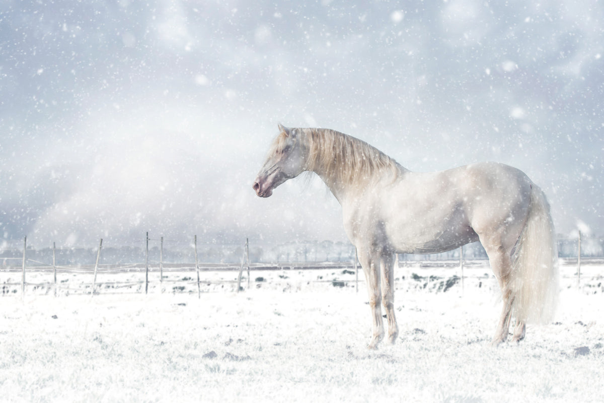 Snowdrift Horse Wall Mural -2398894