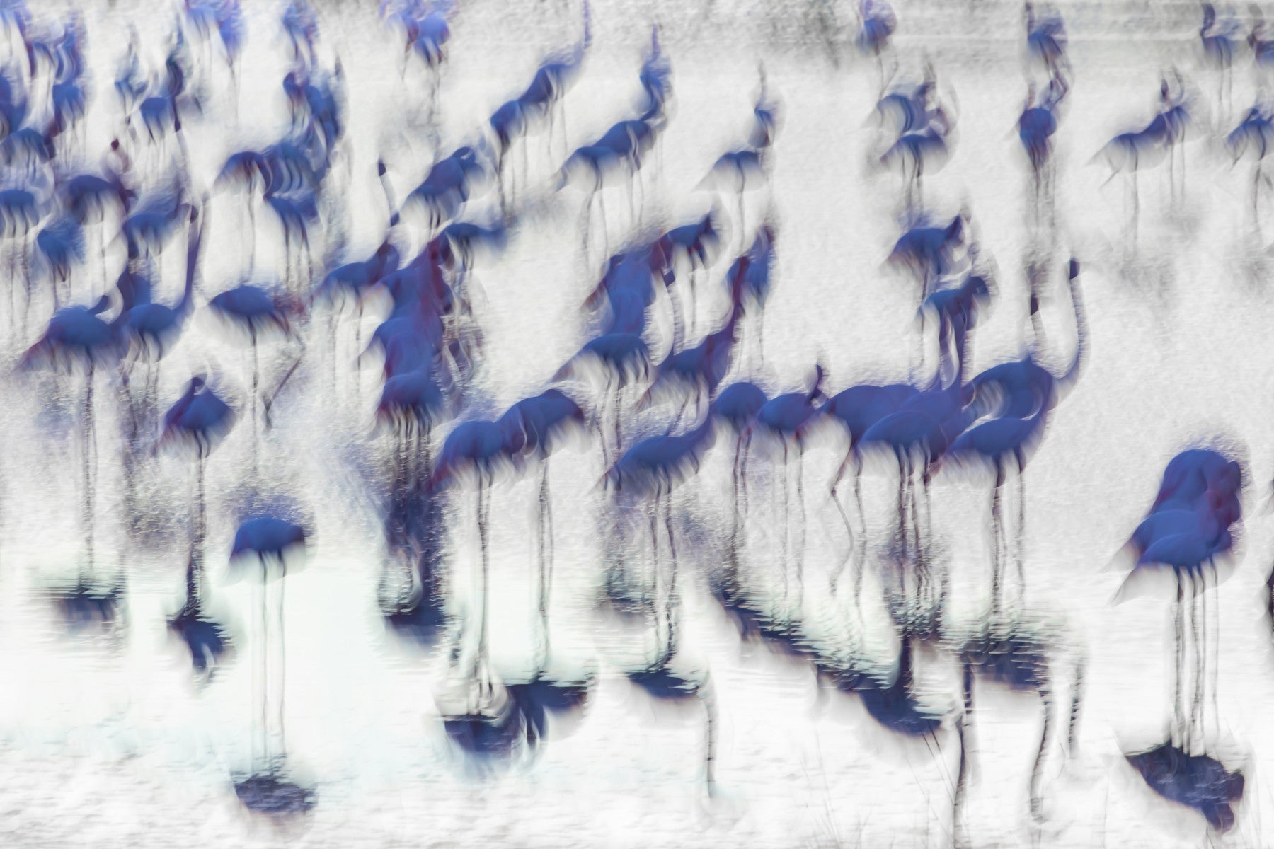 Flamingo Mirage Wall Mural -2171145