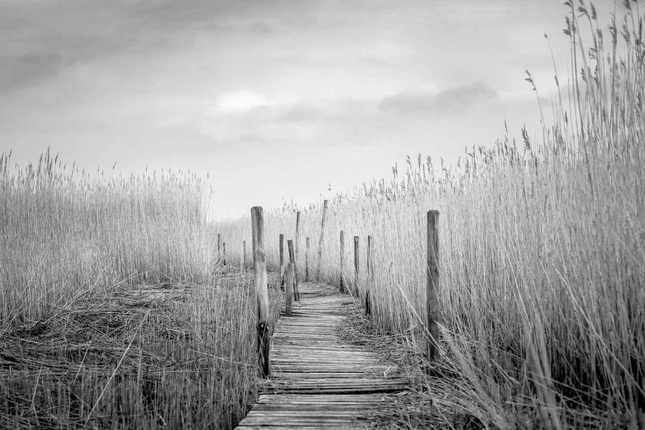 Monochrome Marsh Path Wall Mural -2487649