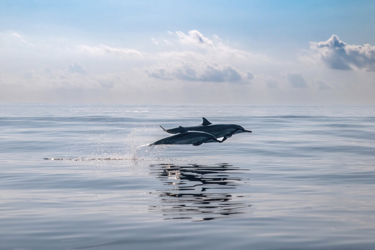 Dolphin's Leap Wall Mural - 2621542 in your room