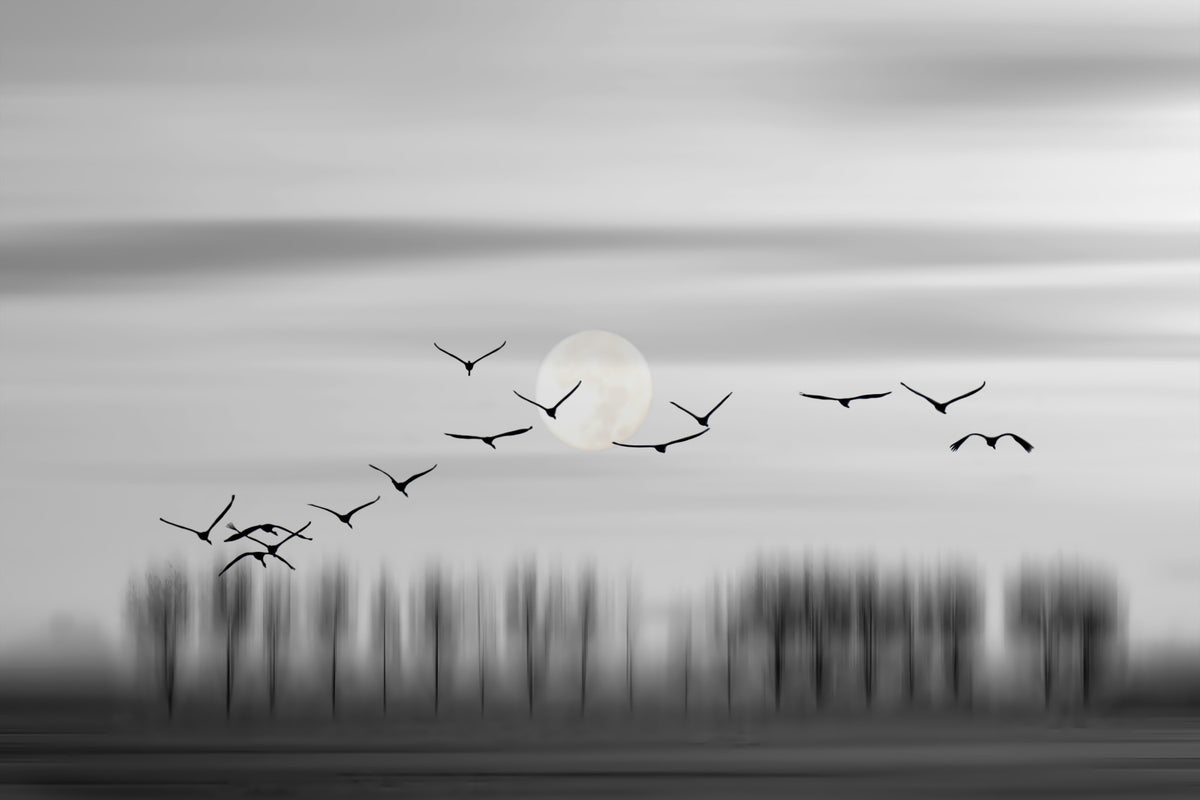 Lunar Flight Wall Mural -2275637 in your room