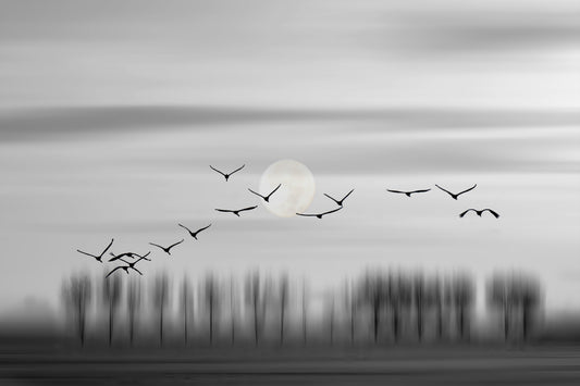Lunar Flight Wall Mural -2275637