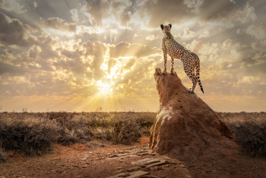 Cheetah's Domain Wall Mural - 2244885