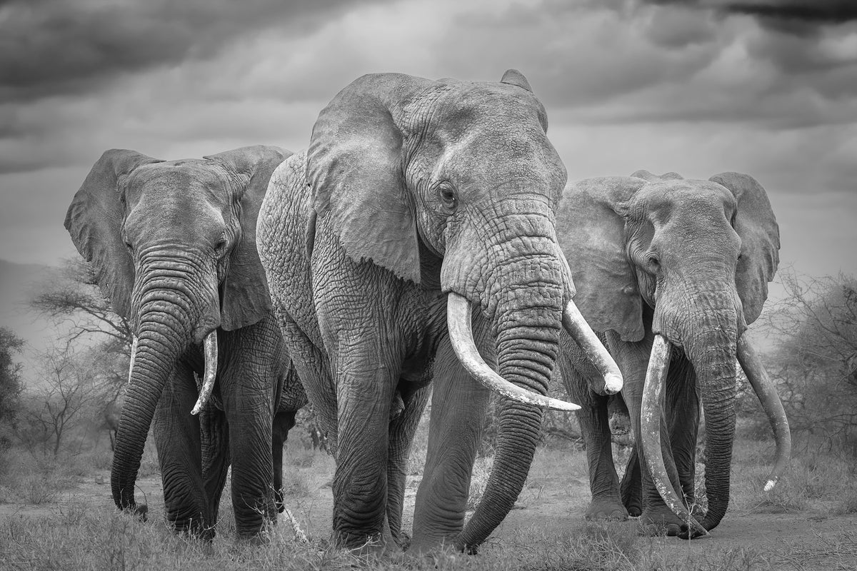 Elephant Majesty Wall Mural -2395234