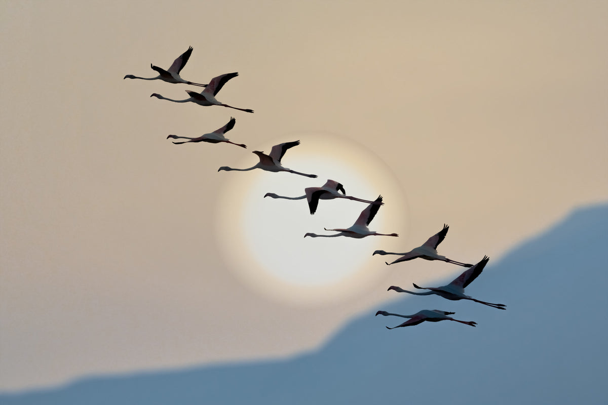 Flamingo Flight at Dusk Wall Mural -2111751 in your room