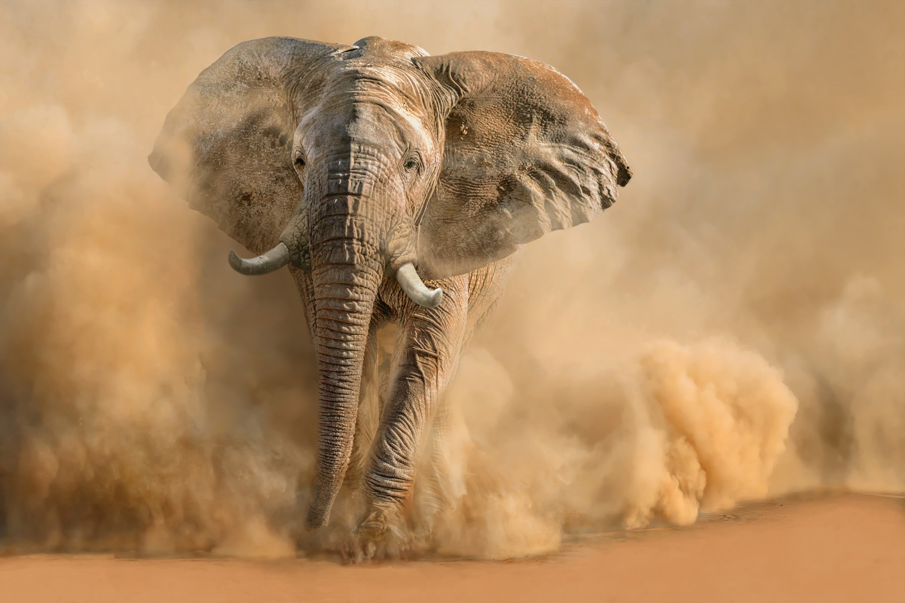 Dust Storm Charge Wall Mural -2244884