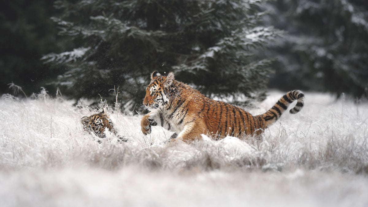 Winter Play: Tiger Cubs Wall Mural -2194650 in your room