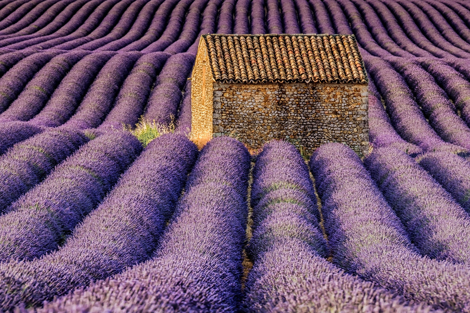 Lavender Haven Wall Mural -2597463