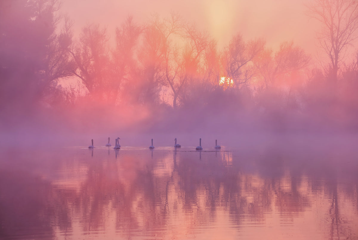 Swan Lake Sunrise Wall Mural -2343606