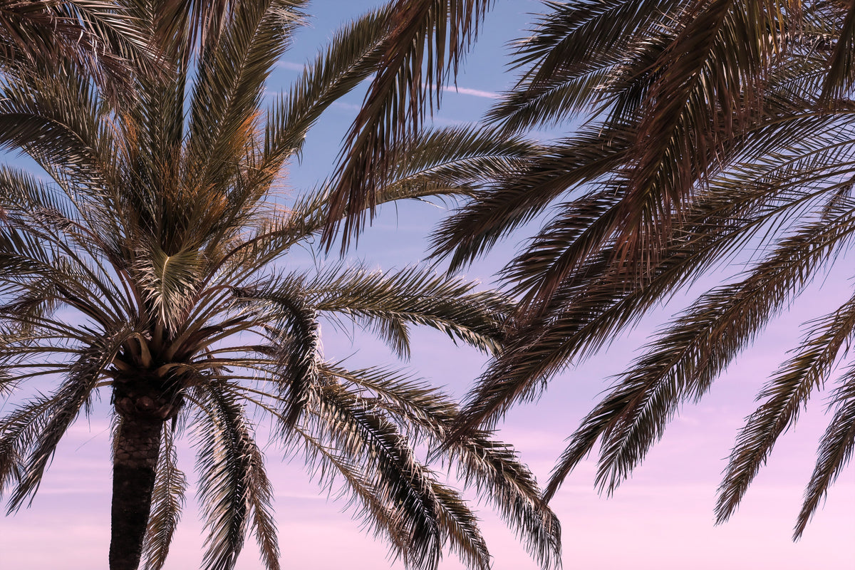 Palm Sky Serenity Wall Mural -2262139 in your room — zoomed