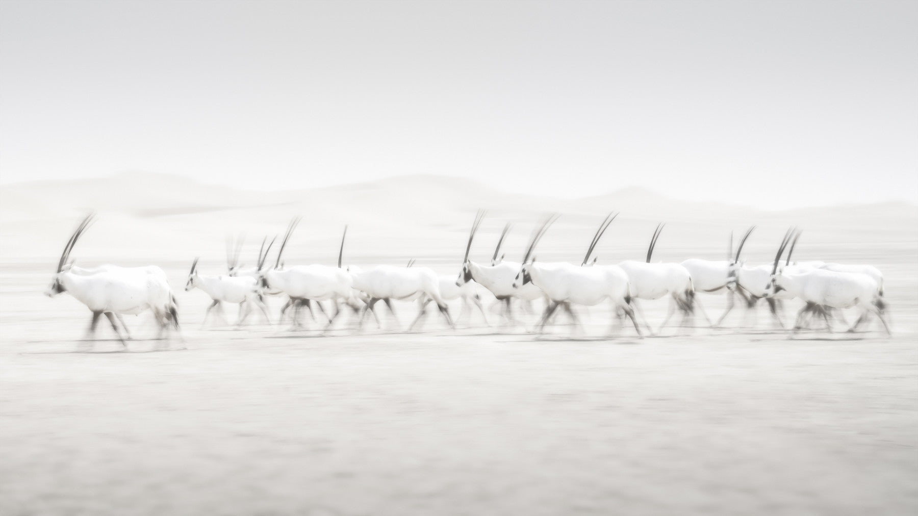 Oryx Mirage Wall Mural – Desert-inspired mural featuring elegant oryx antelopes against a soft, mirage-like background.