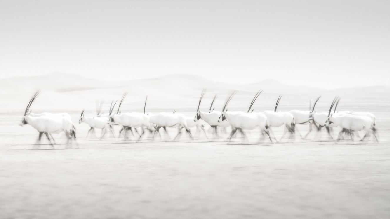 Oryx Mirage Wall Mural -2163973