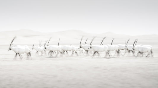 Oryx Mirage Wall Mural -2163973