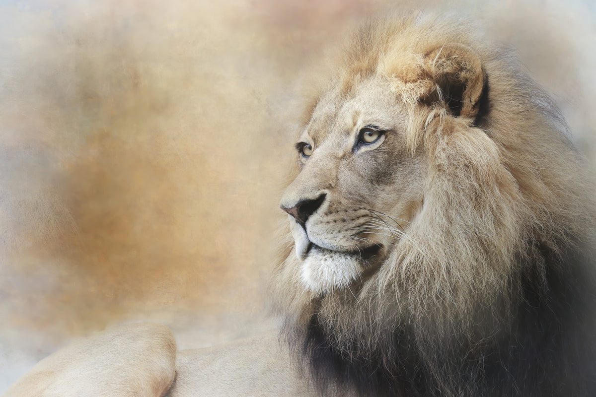 Majestic Lion Gaze Wall Mural -2244312