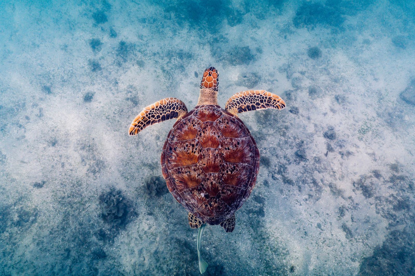 Sea Turtle Serenity Wall Mural -2523878