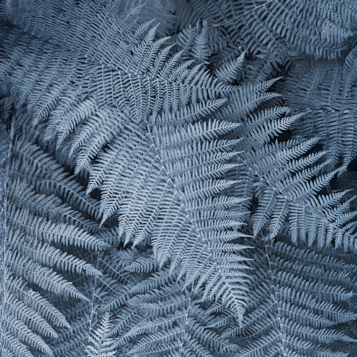 Frosted Fern Delight Wall Mural in your room
