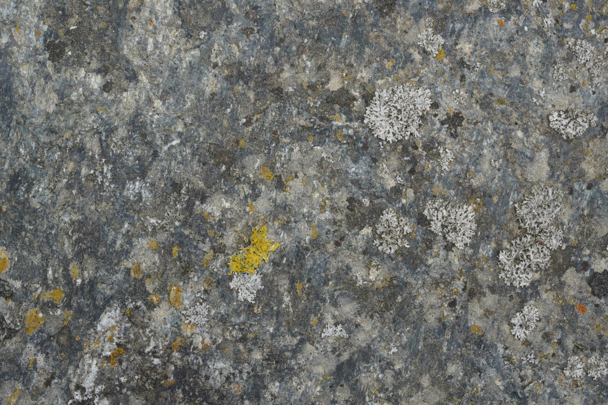 Lichen Rock Texture Wall Mural -2566591 in your room