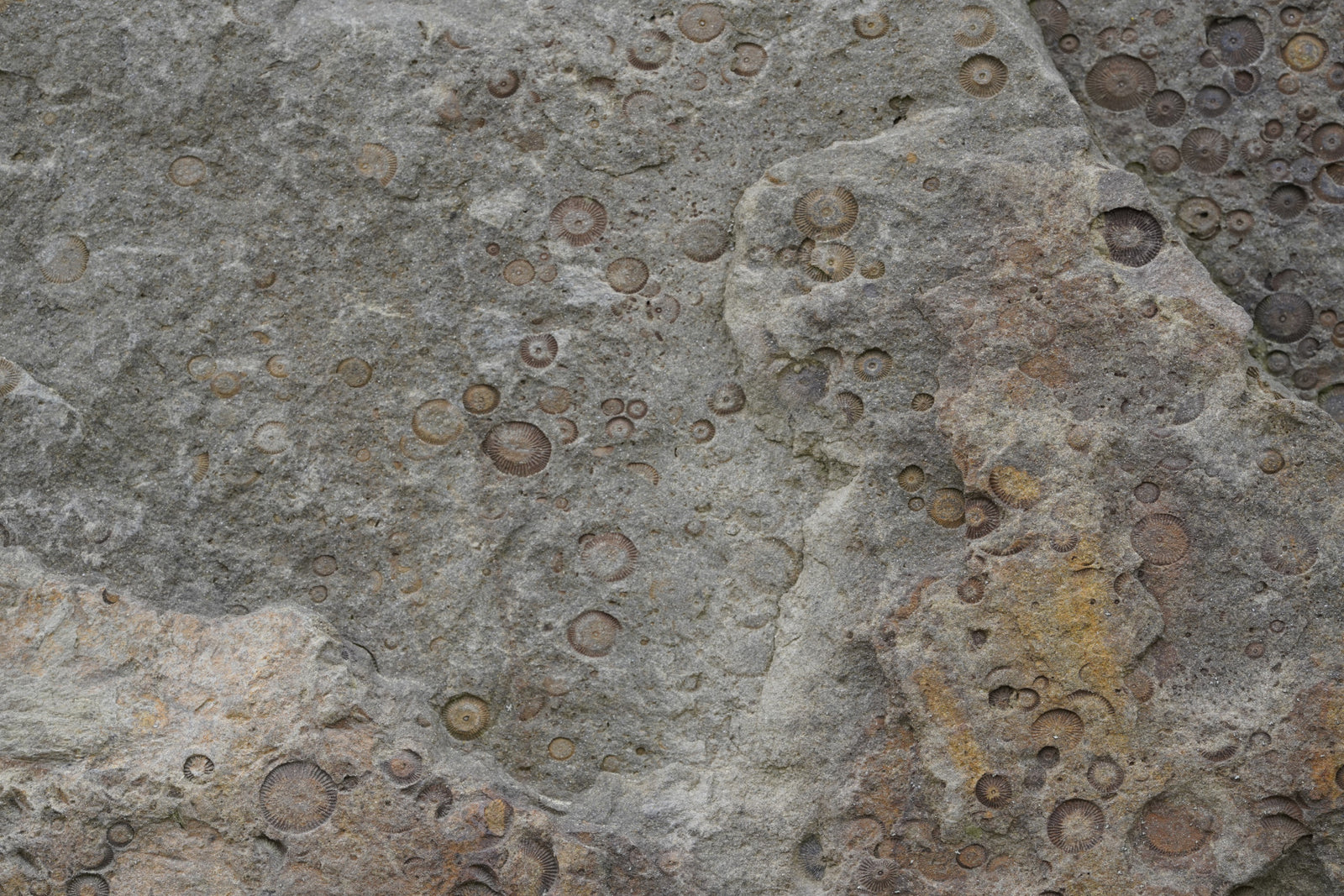 Stone Fossil Texture Wall Mural -2566607