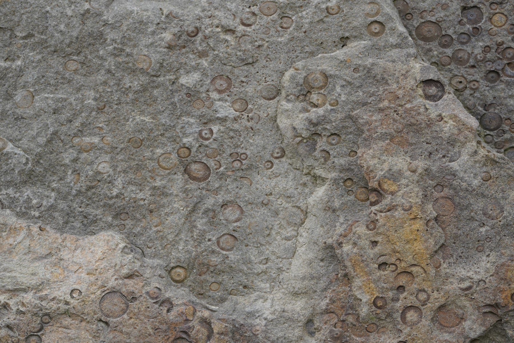 Stone Fossil Texture Wall Mural -2566607 in your room — zoomed