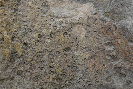 Ancient Fossil Texture Wall Mural -2566608