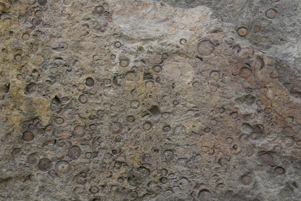 Ancient Fossil Texture Wall Mural -2566608 in your room